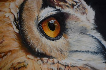 Owl eagle closeup2